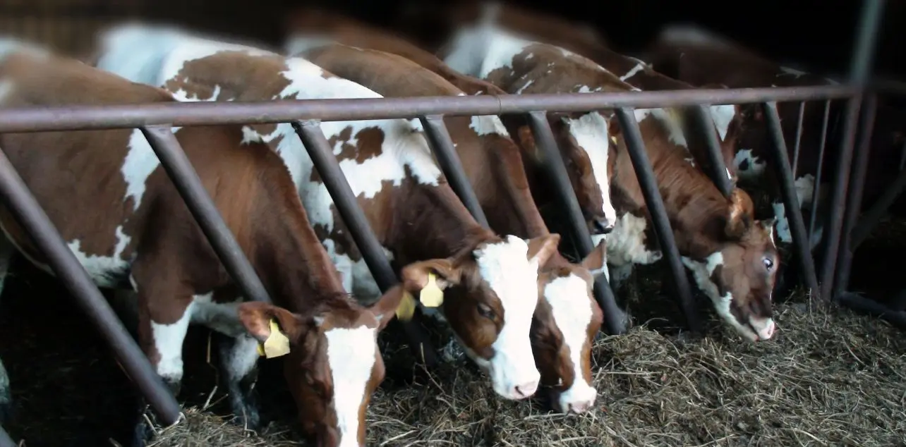 A group of cows in a pen eating hay.